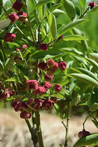 Amazon.co.jp: 紅千石 紅マユミ苗 : DIY・工具・ガーデン